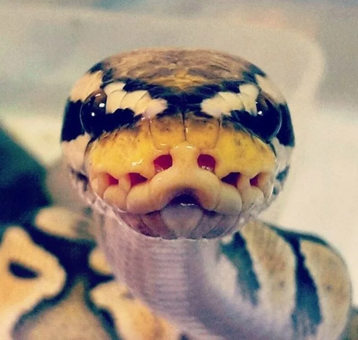 25 доказательств того, что наш мир полон неожиданных открытий 25 доказательств того, что наш мир полон неожиданных открытий