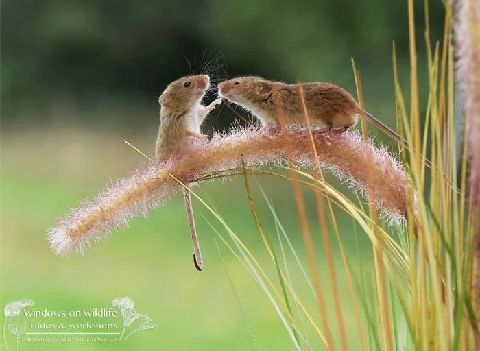 Мышь-малютка: Европейский рекордсмен по миниатюрности в макросъемке