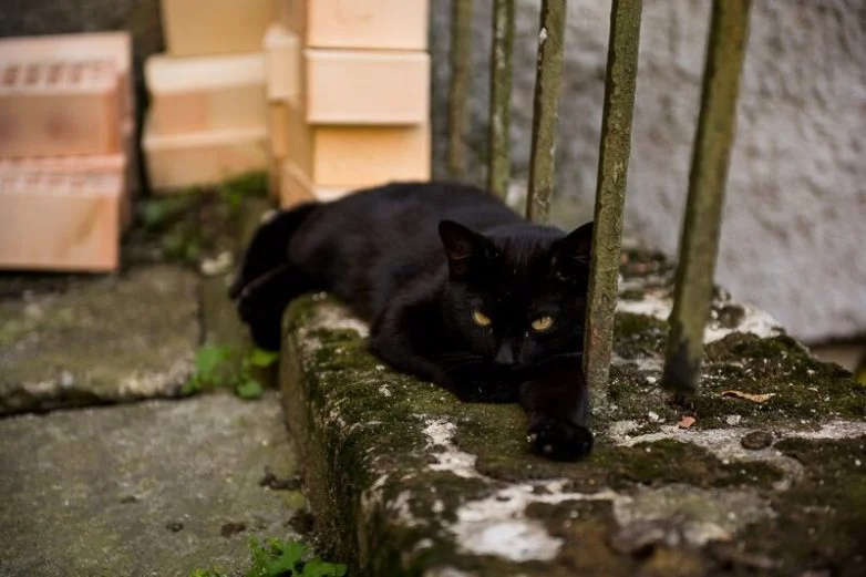 Котиков много не бывает: большая подборка умилительных фото