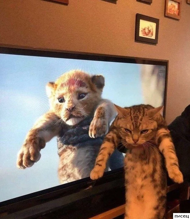 Случайная подборка для хорошего настроения