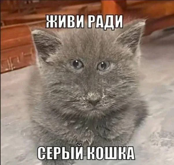 Свежая порция мемов для быстрого перерыва