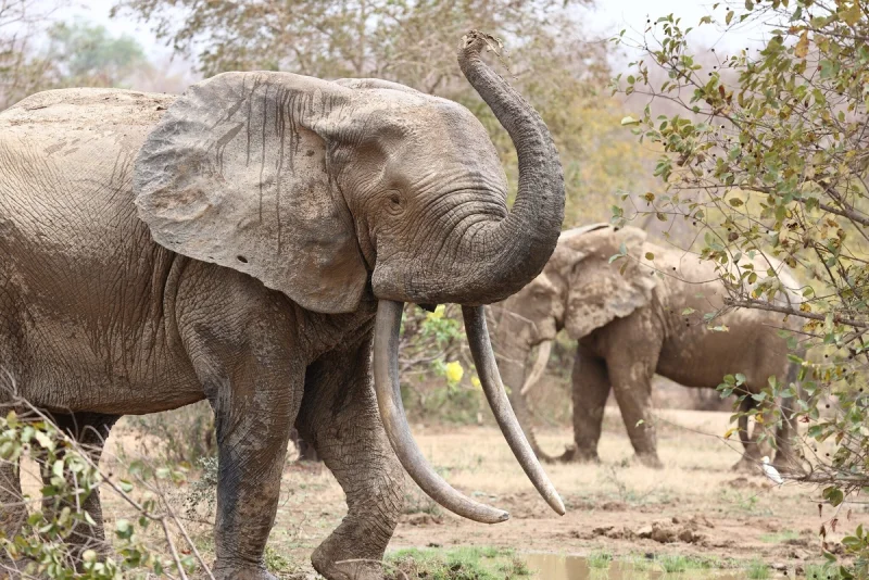 Лесные слоны: скрытый вид гигантов, которого не замечали 200 лет Слоны-невидимки: как вид весом в 4 тонны оставался незамеченным 200 лет