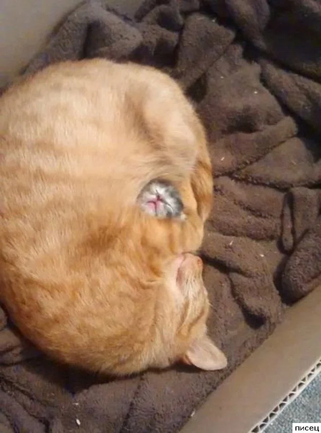 Случайная подборка для хорошего настроения