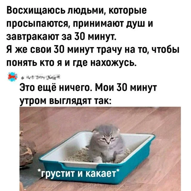 Коллекция забавных картинок без границ
