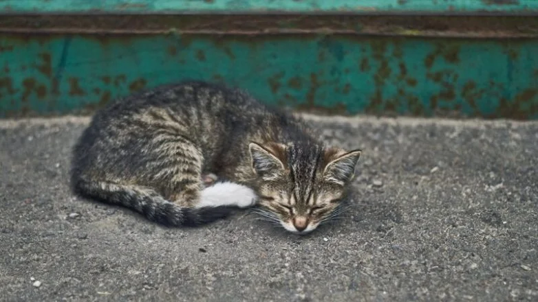 Котиков много не бывает: большая подборка умилительных фото