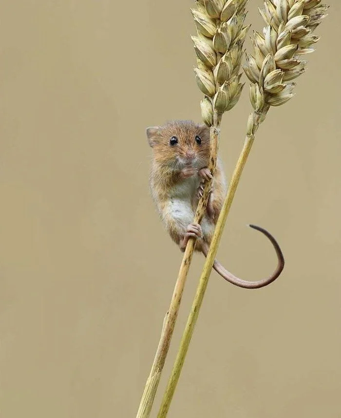 Мышь-малютка: Европейский рекордсмен по миниатюрности в макросъемке