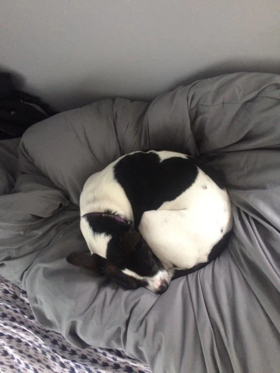 Природа-художник: Животные с самыми невероятными природными отметинами