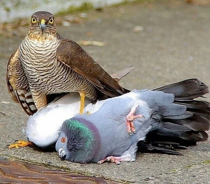 Лучшее лекарство от хандры: умилительные фото животных