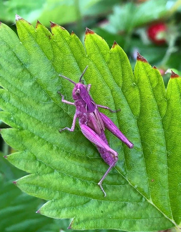 Природа-художник: Животные с самыми невероятными природными отметинами