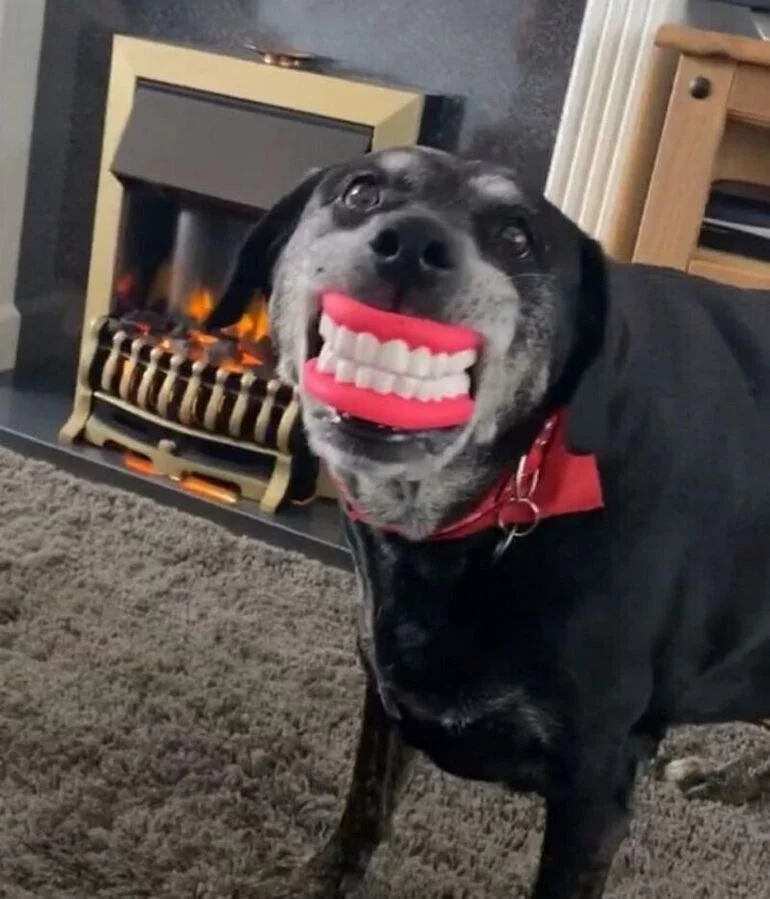 Забавные мордочки животных: подборка смешных и милых фотографий Забавные мордочки животных: улыбнитесь вместе с ними