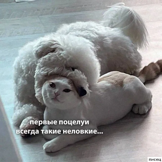 Забавные картинки для поднятия настроения