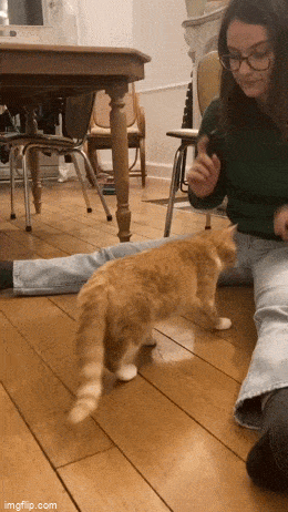 Гифки, которые заставят улыбнуться: 15 забавных анимаций для отличного настроения