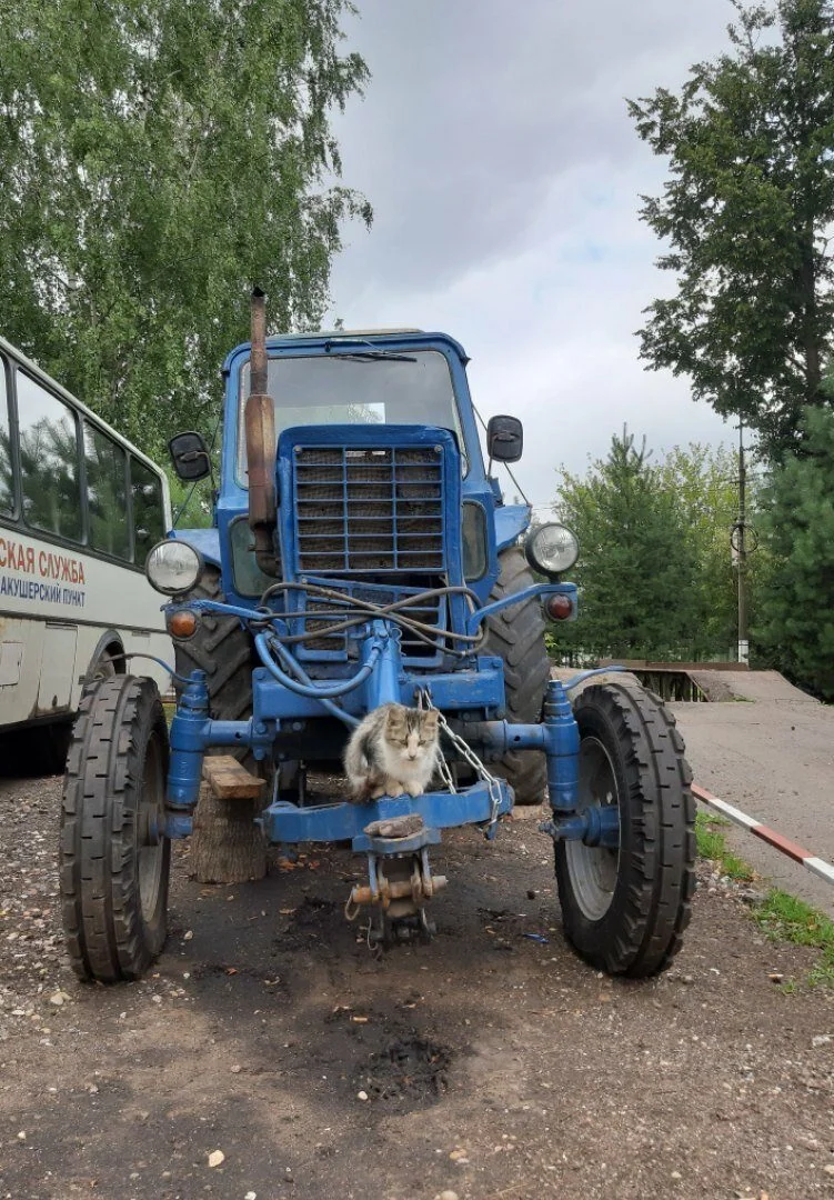 Котиков много не бывает: большая подборка умилительных фото