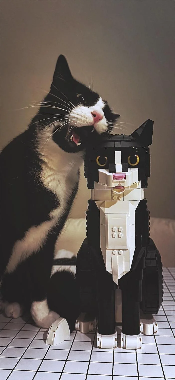 Мгновения совершенства: завораживающие снимки котов