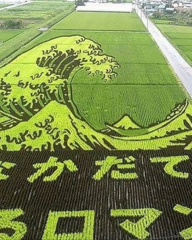 Живые картины: как рисовые поля в Японии превращаются в произведения искусства