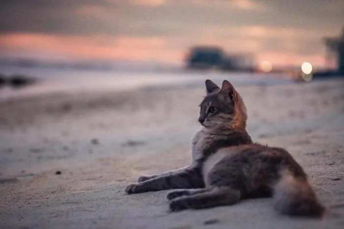 Мгновения совершенства: завораживающие снимки котов