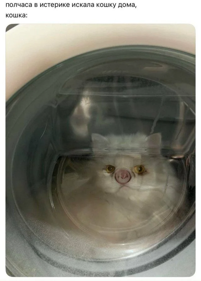 Коллекция забавных картинок без границ