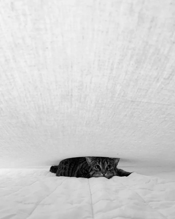 Мгновения совершенства: завораживающие снимки котов