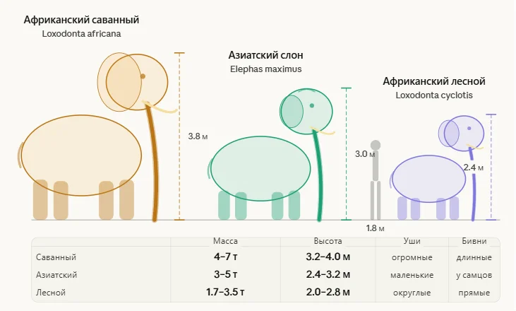 Лесные слоны: скрытый вид гигантов, которого не замечали 200 лет Слоны-невидимки: как вид весом в 4 тонны оставался незамеченным 200 лет