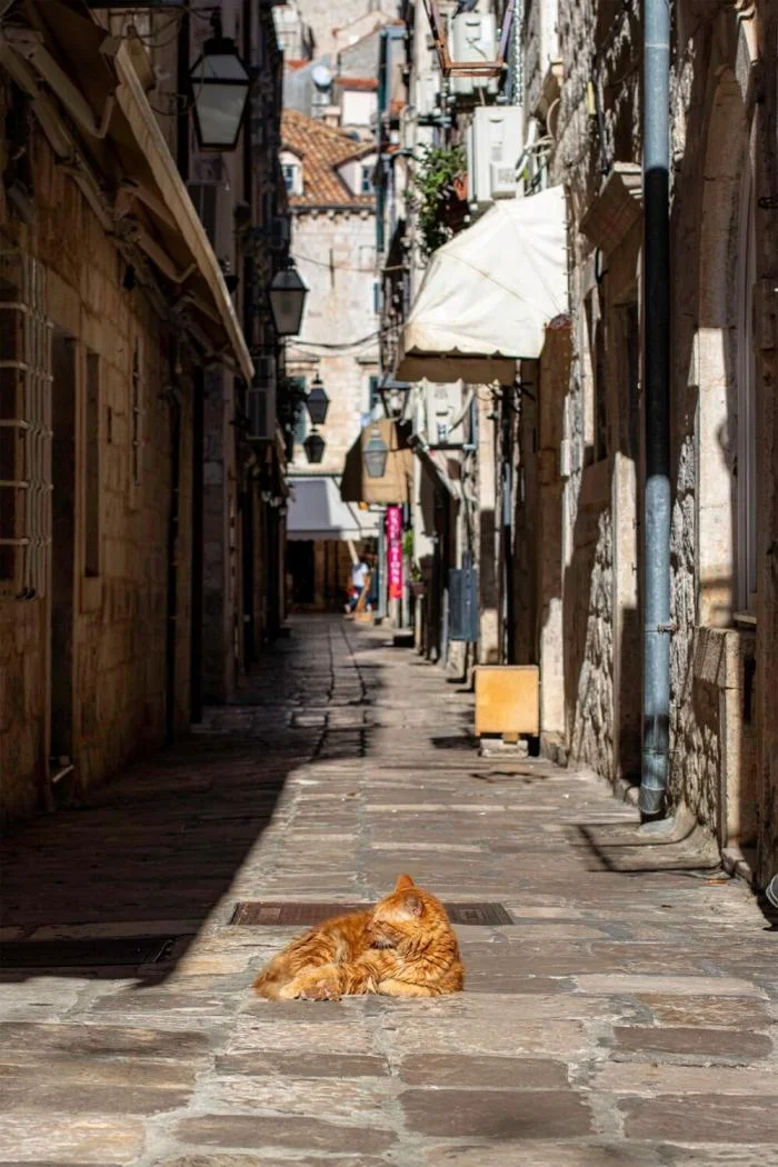 Мгновения совершенства: завораживающие снимки котов