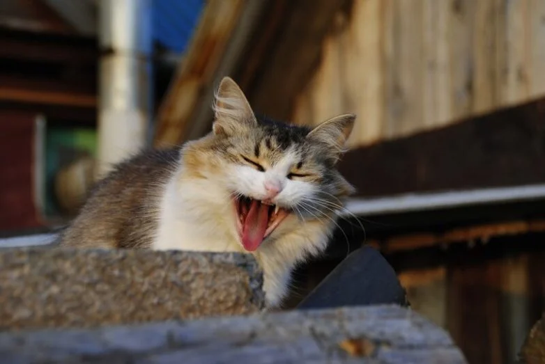 Котиков много не бывает: большая подборка умилительных фото