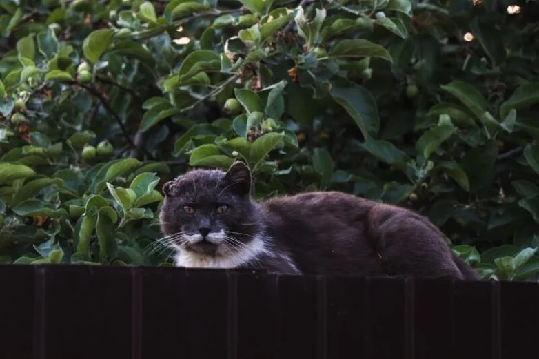 Котиков много не бывает: большая подборка умилительных фото
