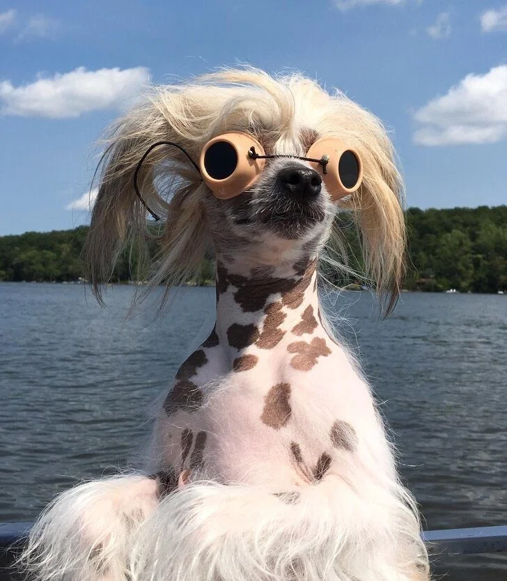 Лучшее лекарство от хандры: умилительные фото животных