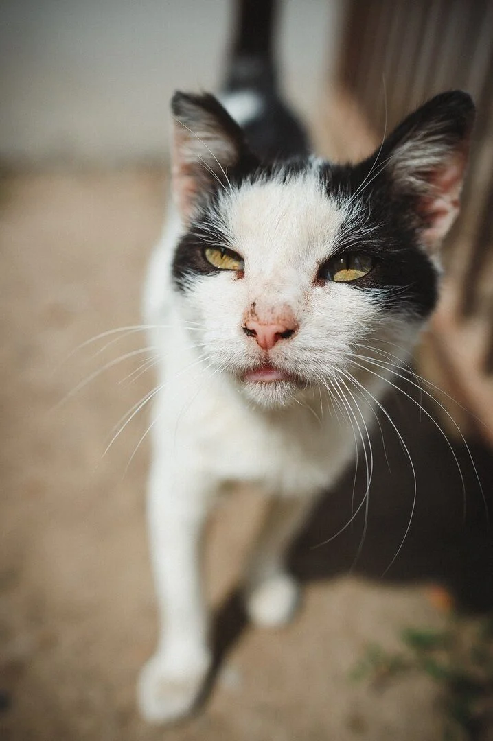 Котиков много не бывает: большая подборка умилительных фото