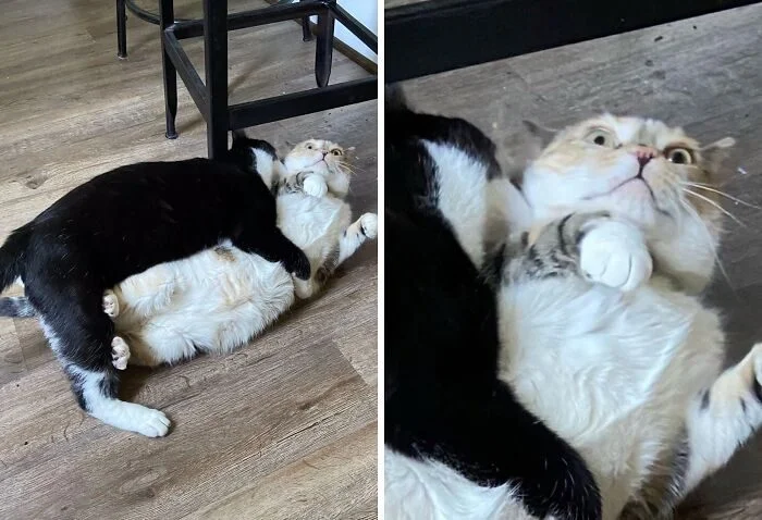 Личное пространство? Не слышали! 17 фото о том, как питомцы его игнорируют