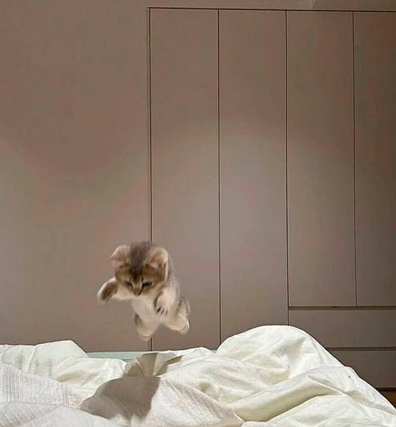 Мартовские коты 2026: ударная доза смеха и умиления