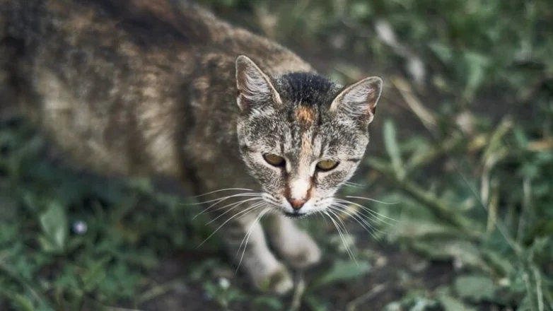 Котиков много не бывает: большая подборка умилительных фото