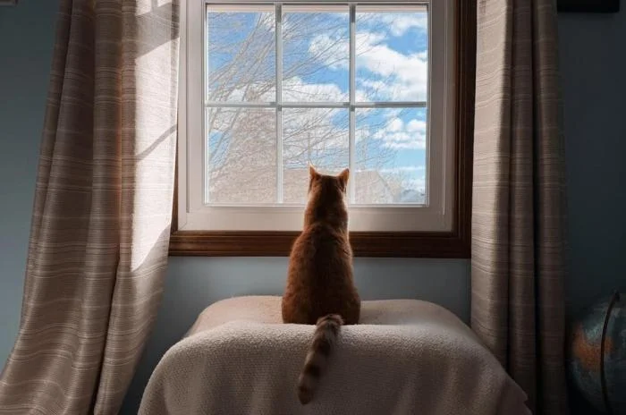 Мгновения совершенства: завораживающие снимки котов