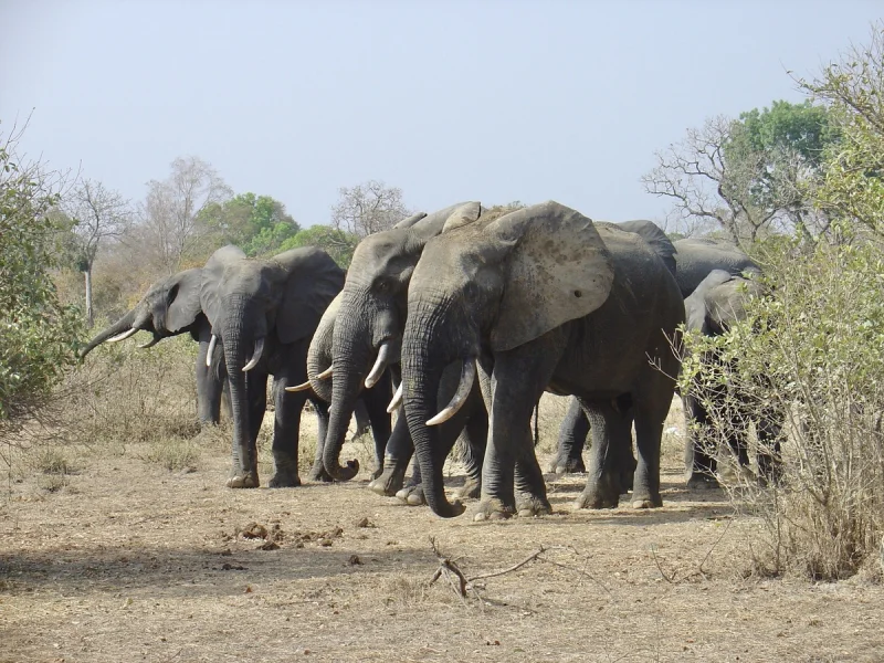 Лесные слоны: скрытый вид гигантов, которого не замечали 200 лет Слоны-невидимки: как вид весом в 4 тонны оставался незамеченным 200 лет