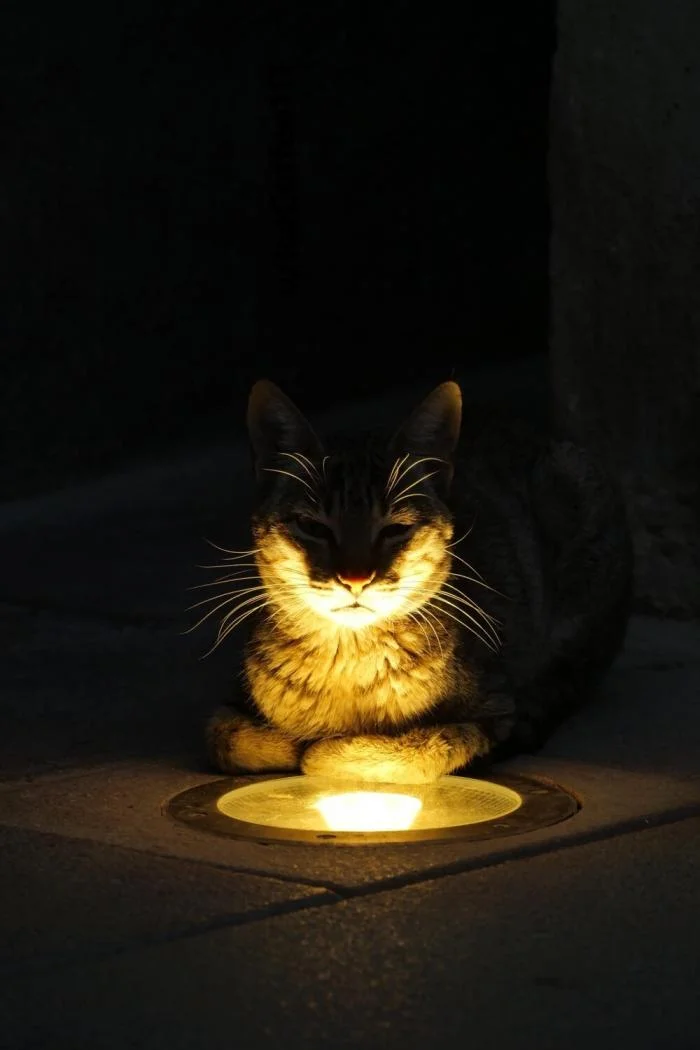 Мгновения совершенства: завораживающие снимки котов