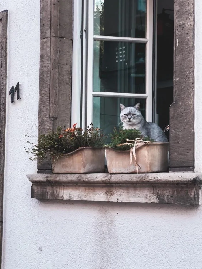 Мгновения совершенства: завораживающие снимки котов