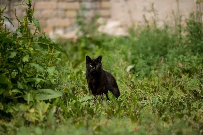 Котиков много не бывает: большая подборка умилительных фото