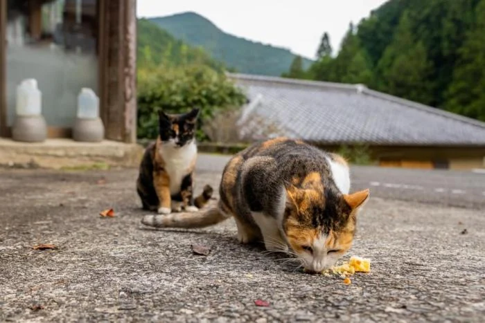 Мгновения совершенства: завораживающие снимки котов