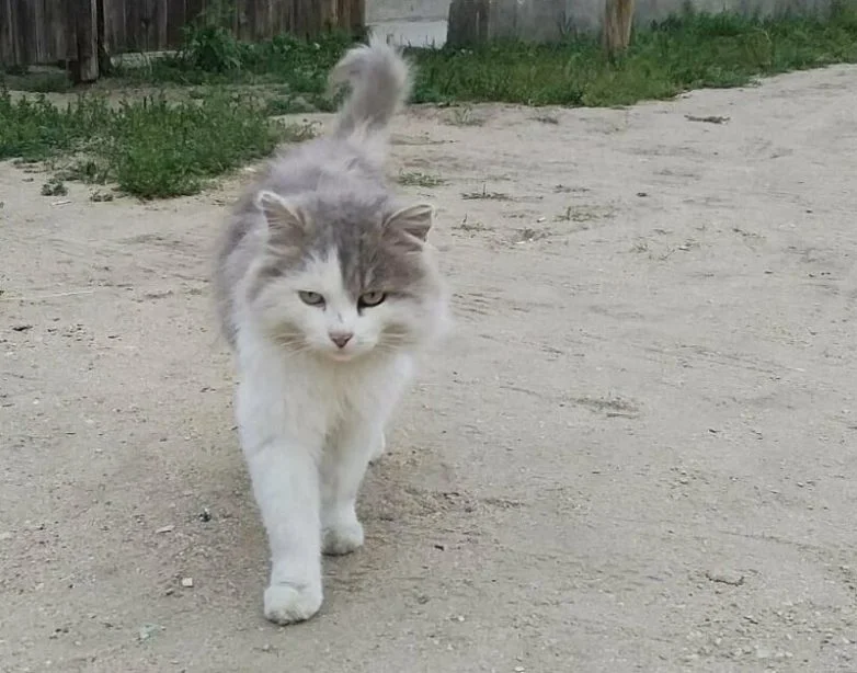 Котиков много не бывает: большая подборка умилительных фото