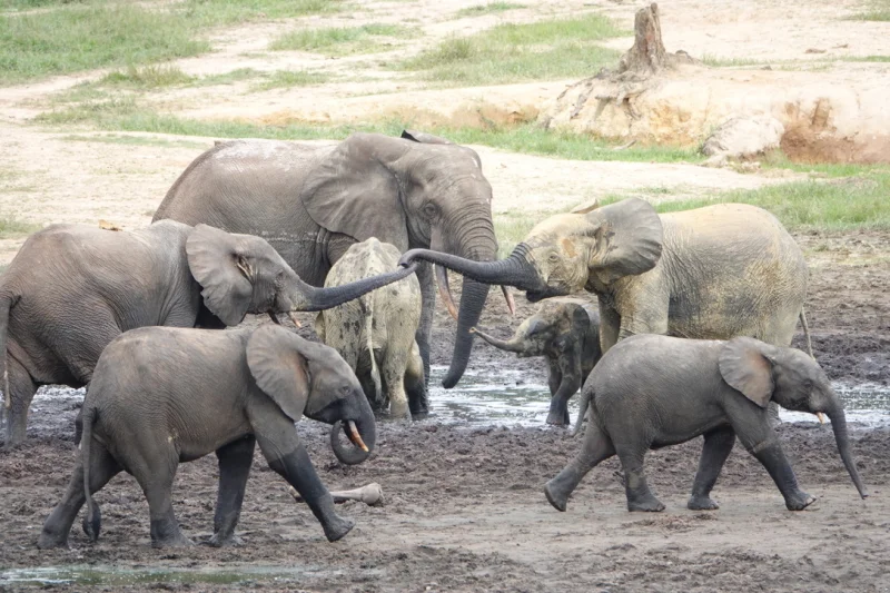 Лесные слоны: скрытый вид гигантов, которого не замечали 200 лет Слоны-невидимки: как вид весом в 4 тонны оставался незамеченным 200 лет