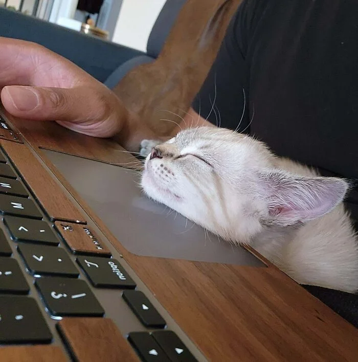 Личное пространство? Не слышали! 17 фото о том, как питомцы его игнорируют