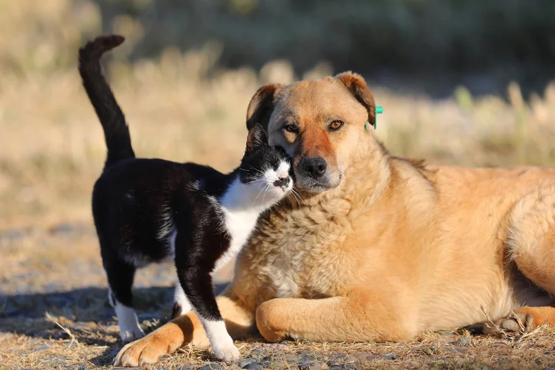 Кто эмоциональнее: собаки или кошки? Научный взгляд на мимику питомцев