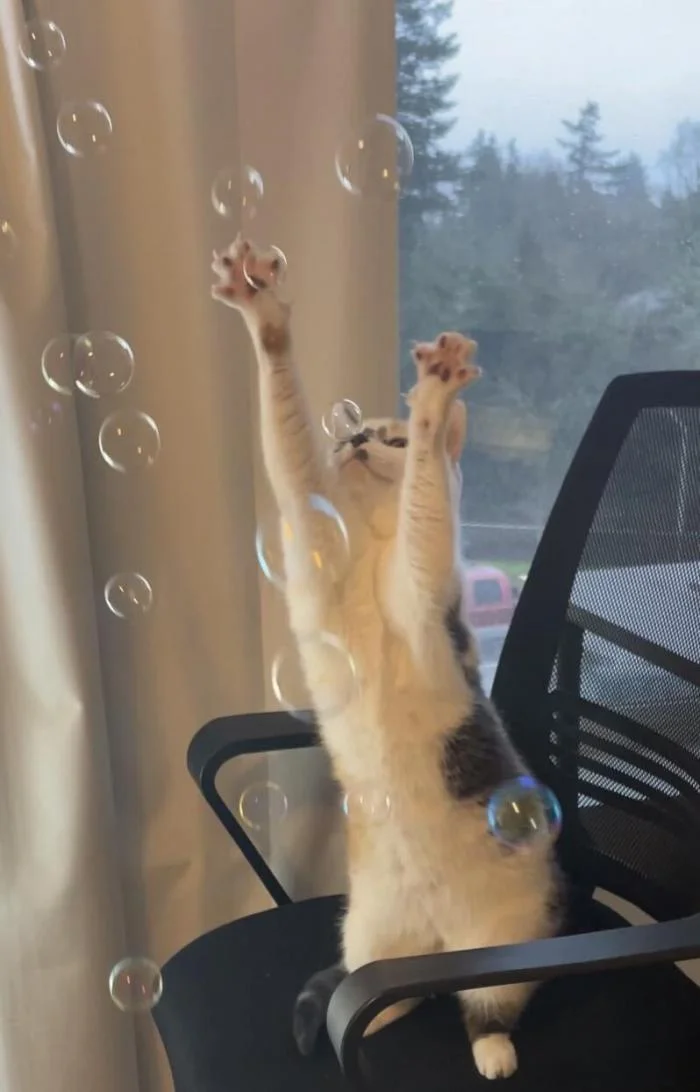 Мгновения совершенства: завораживающие снимки котов