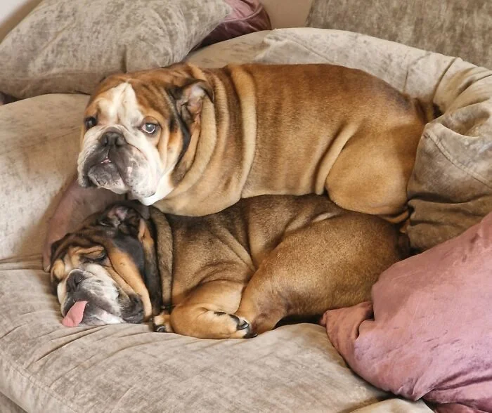 Личное пространство? Не слышали! 17 фото о том, как питомцы его игнорируют