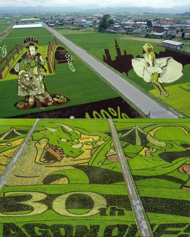 Живые картины: как рисовые поля в Японии превращаются в произведения искусства