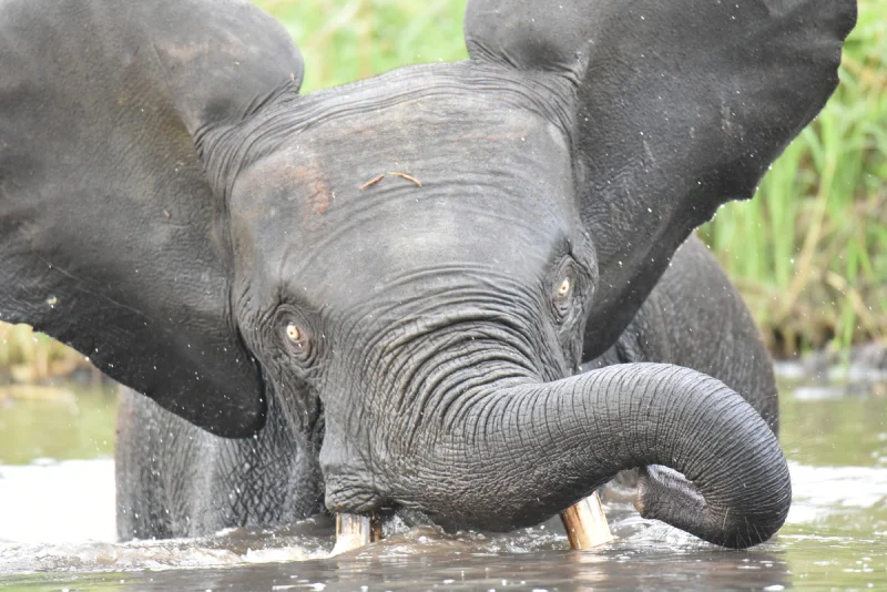 Слоны-невидимки: как вид весом в 4 тонны оставался незамеченным 200 лет