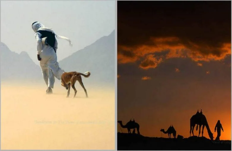 В стране кочевников: как ирландский фотограф сохраняет мир бедуинов