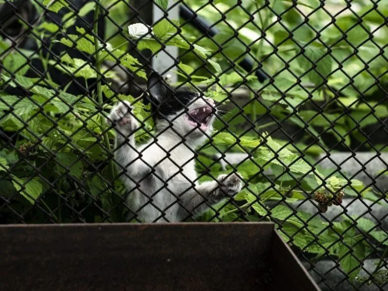 Котиков много не бывает: большая подборка умилительных фото