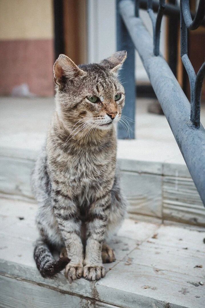 Котиков много не бывает: большая подборка умилительных фото