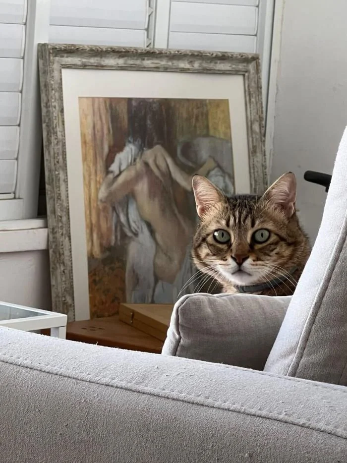 Мгновения совершенства: завораживающие снимки котов