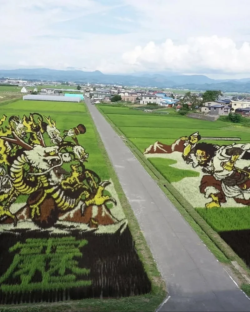Живые картины: как рисовые поля в Японии превращаются в произведения искусства